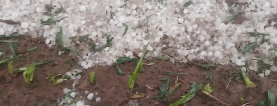 OTRA VEZ EL GRANIZO CAUSA ESTRAGOS EN CULTIVOS DE LA ZONA&nbsp;ALTA