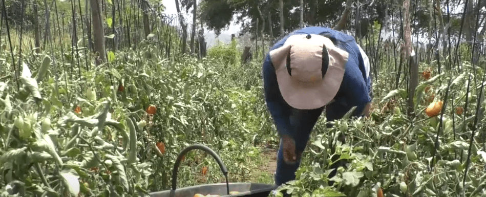 PRODUCTORES IMPULSAN EXPORTACIÓN DE PRODUCTOS&nbsp;ORGÁNICOS