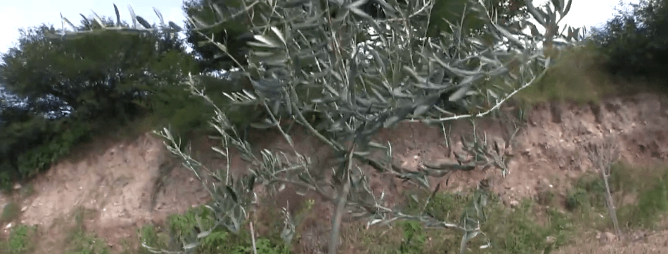 TARIJA PUEDE BENEFICIARSE CON CULTIVOS DE OLIVO Y&nbsp;NOGAL