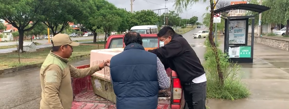 POR ELIMINAR 7 CANES 2 MUJERES SON CONDENADAS A 3 AÑOS DE&nbsp;CÁRCEL