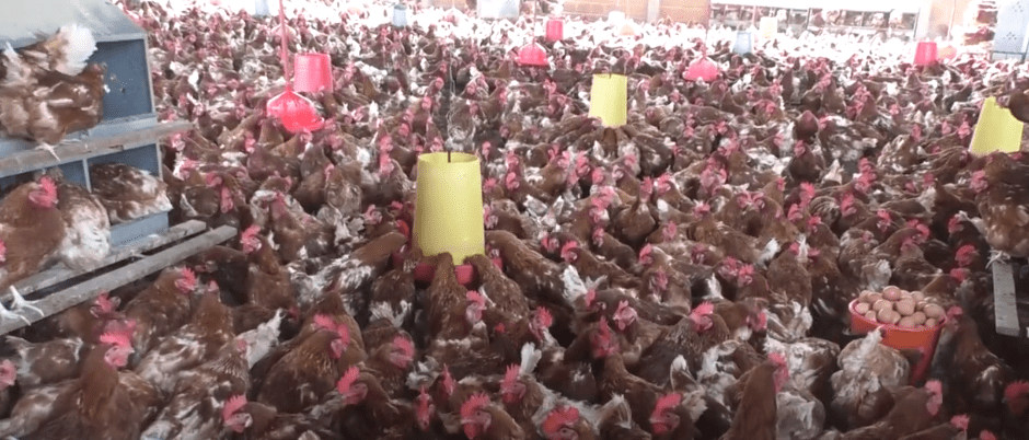 AVÍCOLAS LAMENTAN PROBLEMAS EN CARRETERAS Y LA ESCASEZ DE&nbsp;DIESEL