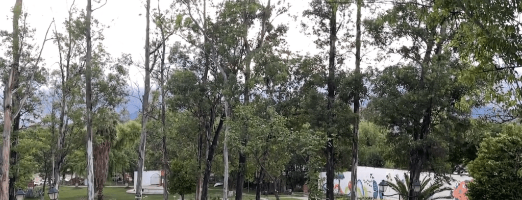 LEY GARANTIZA CONSERVACIÓN DE ÁRBOLES EN ANTIGUO&nbsp;ZOOLÓGICO