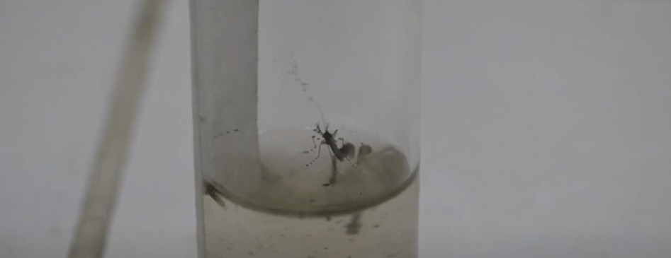 PARO DE SALUBRISTAS DEL SEDES OBSTACULIZA LUCHA CONTRA EL&nbsp;DENGUE