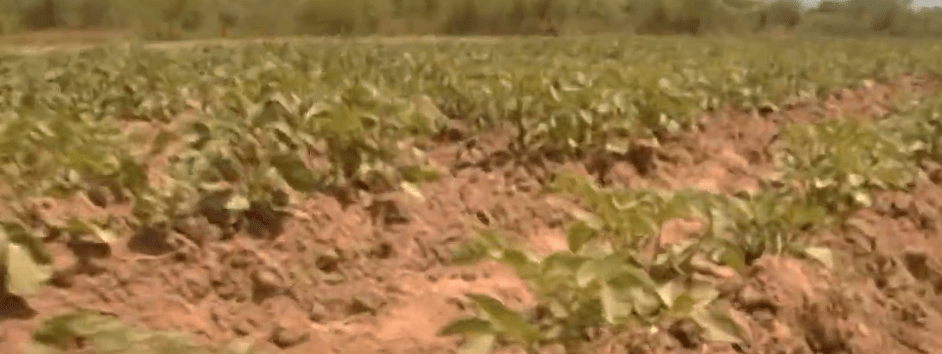 GOBERNADOR PRONOSTICA CRISIS ALIMENTARIA POR FALTA DE DIESEL EN EL&nbsp;AGRO