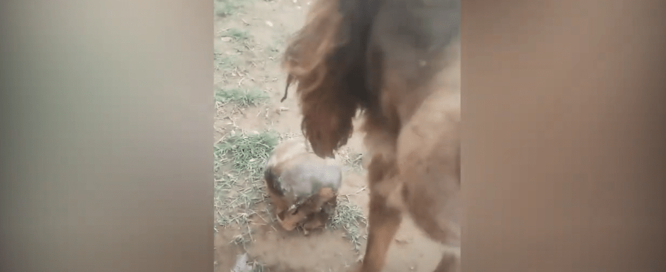 FELCC REALIZÓ EL HALLAZGO DE UN CRÁNEO HUMANO EN EL BARRIO&nbsp;LOURDES