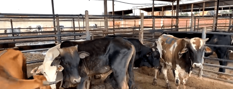 MATADERO MUNICIPAL REDUCE FAENA POR ESCASEZ DE GANADO PORCINO Y&nbsp;OVINO