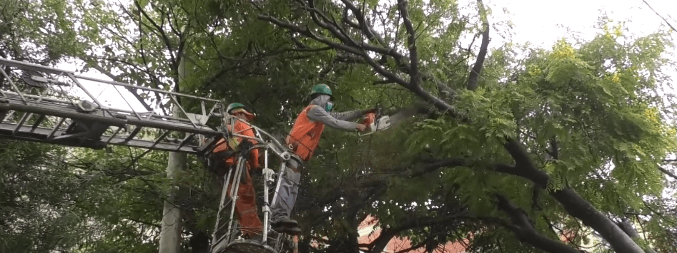 PIDEN EVALUAR ÁRBOLES VIEJOS PARA REEMPLAZARLOS Y EVITAR&nbsp;RIESGOS