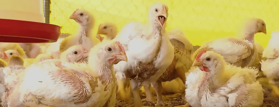 TARIJA: PRODUCTORES AVÍCOLAS CIERRAN EMPRESAS POR ESCASEZ DE&nbsp;DÓLARES