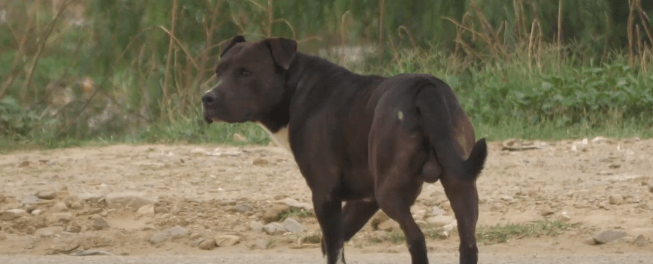 CONFIRMAN CASO DE MAL DE RABIA CANINA EN BARRIO “TARIJEÑOS EN&nbsp;PROGRESO”