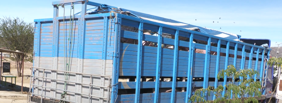 SALUD: DENUNCIAN FAENEO DE CERDOS EN MATADEROS&nbsp;CLANDESTINOS