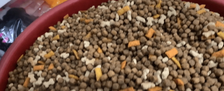 VETERINARIO RECOMIENDA EVITAR “LAWAS” PARA&nbsp;PERROS