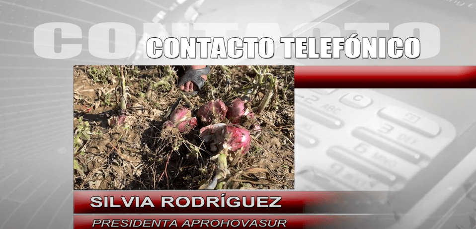 FENÓMENOS NATURALES DAÑAN CULTIVOS DE CEBOLLA EN LAS CARRERAS Y EL&nbsp;PUENTE