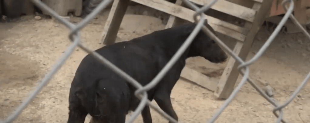 REGISTRAN 5 CASOS DE RABIA CANINA ; 15 PERSONAS ESTÁN BAJO SUPERVISIÓN&nbsp;MÉDICA