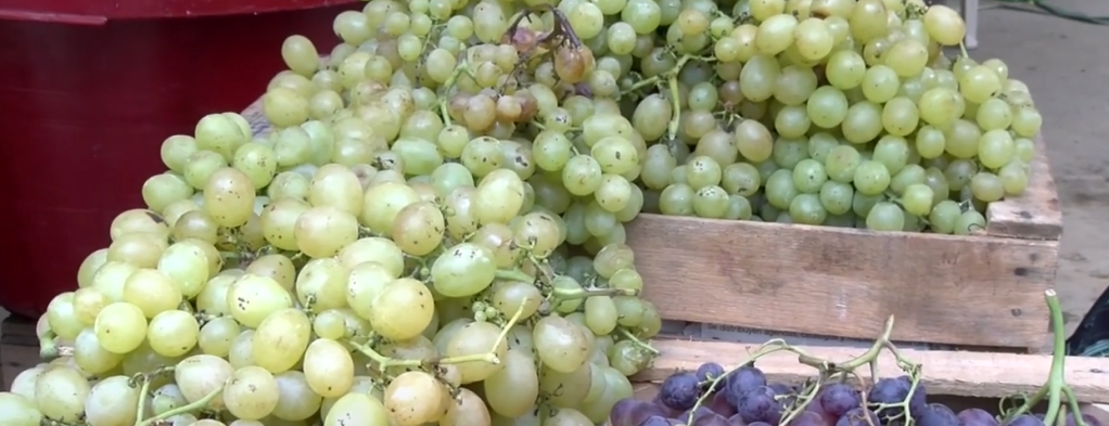 VITICULTORES CELEBRAN MASIVA PRODUCCIÓN DE UVA DURANTE LOS ÚLTIMOS&nbsp;MESES