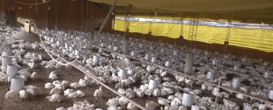 GARANTIZAN ABASTECIMIENTO DE POLLO Y HUEVOS EN EL&nbsp;CARNAVAL