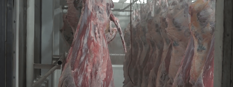 CARNICEROS DE TARIJA SE SUMAN A LA PROHIBICIÓN DE EXPORTAR&nbsp;CARNE