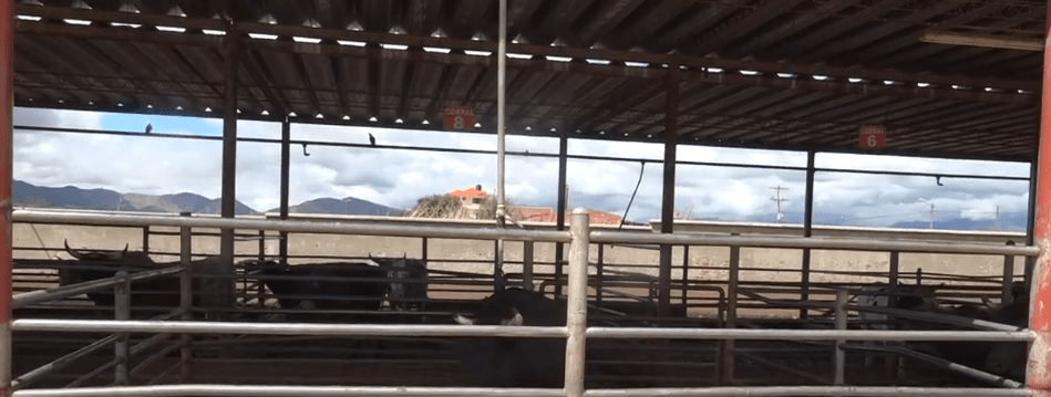 ESCASEZ DE GANADO REDUCE EL FAENEO EN MATADERO&nbsp;MUNICIPAL