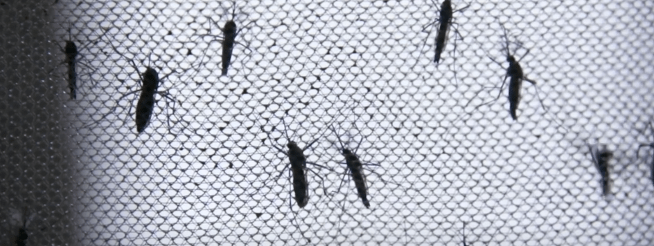 PRIMER CASO DE DENGUE AFECTA A MENOR PROCEDENTE DE&nbsp;BERMEJO