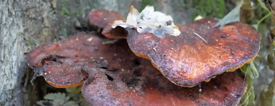 MEDICINA TRADICIONAL: GANODERMA, UN HONGO MUY&nbsp;BENEFICIOSO