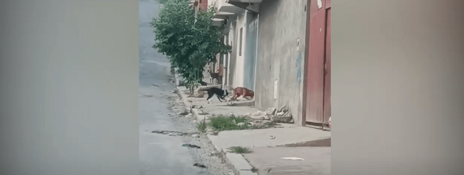 FISCALÍA INVESTIGA ATAQUE DE PITBULLS A MUJER Y A UN CAN DE MENOR&nbsp;TAMAÑO