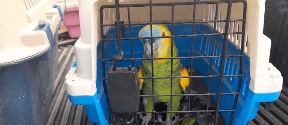 BUSCAN AVES SILVESTRES EN UNA VIVIENDA Y SOLO HALLAN UN LORO Y UNA&nbsp;COTORRA