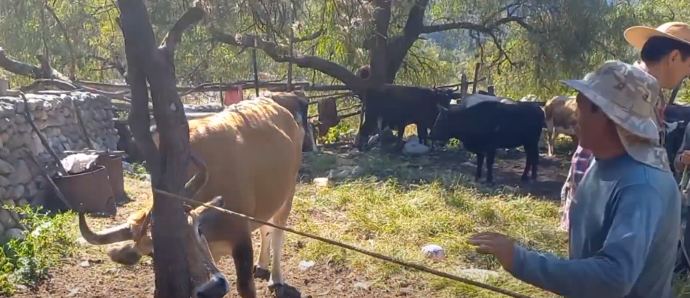 FALTA DE CARBURANTES Y MAL CLIMA DIFICULTA TRASLADO DE&nbsp;GANADO