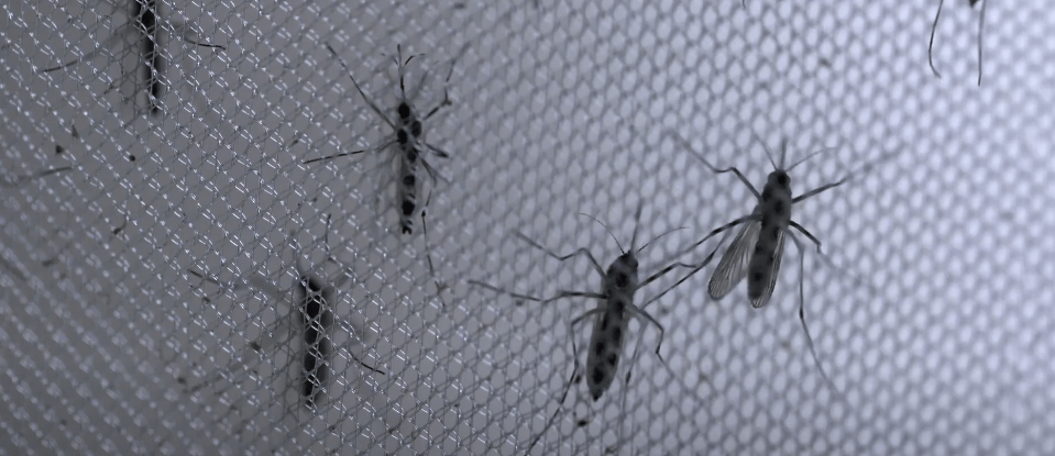 SUJETO CONTRAJO FIEBRE AMARILLA EN LOS YUNGAS Y LLEGO A&nbsp;TARIJA