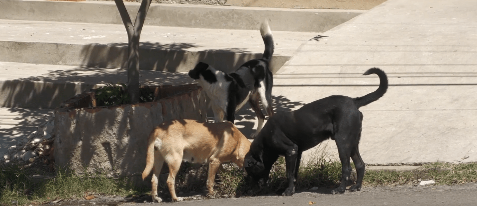 ZOONOSIS REALIZA CAMPAÑA DE ESTERILIZACIÓNGRATUITA DE&nbsp;CANES