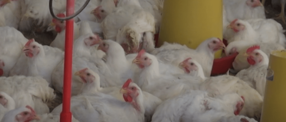 PRODUCCIÓN DE POLLO EN TARIJA CAYÓ 30%, PERO COMIENZA A&nbsp;RECUPERARSE