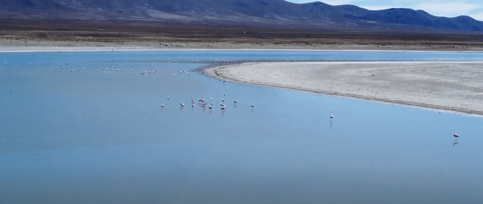 EXTRANJEROS COOPERAN EN CONSERVACIÓN DE AVES EN&nbsp;SAMA