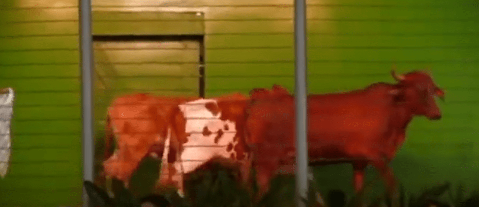 PARA ELIMINAR INTERMEDIARIOS SE CREA “CENTRO DE REMATE DE&nbsp;GANADO”