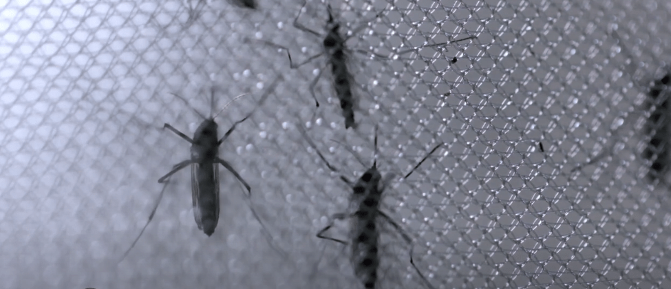 POBLACIÓN DE BERMEJO EN RIESGO POR PRESENCIA DE 4 VECTORES DEL&nbsp;DENGUE