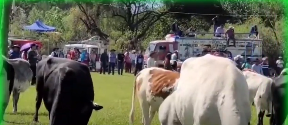 ANUNCIAN FERIA GANADERA EN SAN ANDRES EL DOMINGO 27 DE&nbsp;ABRIL