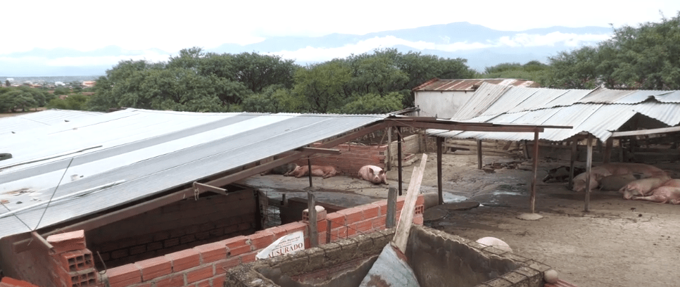 DAN PLAZO DE 90 DÍAS PARA TRASLADAR AL CAMPO GRANJAS DE&nbsp;ANIMALES