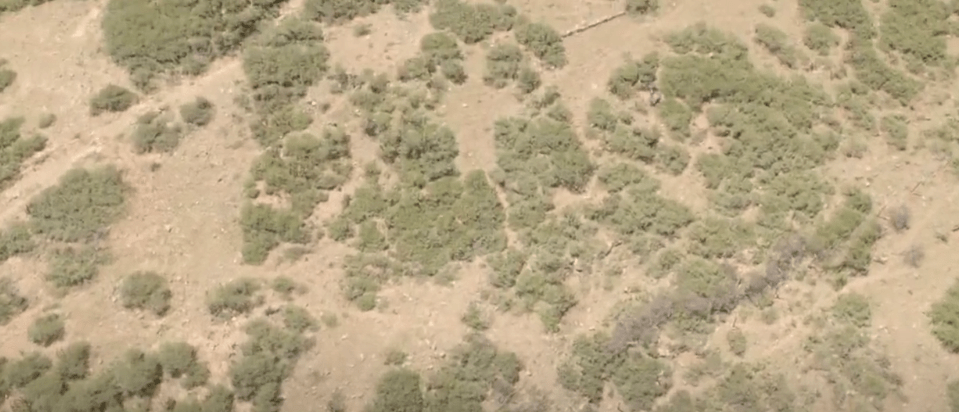 CULTIVAN PLANTAS EXÓTICAS PARA RECUPERA&nbsp;SUELOS