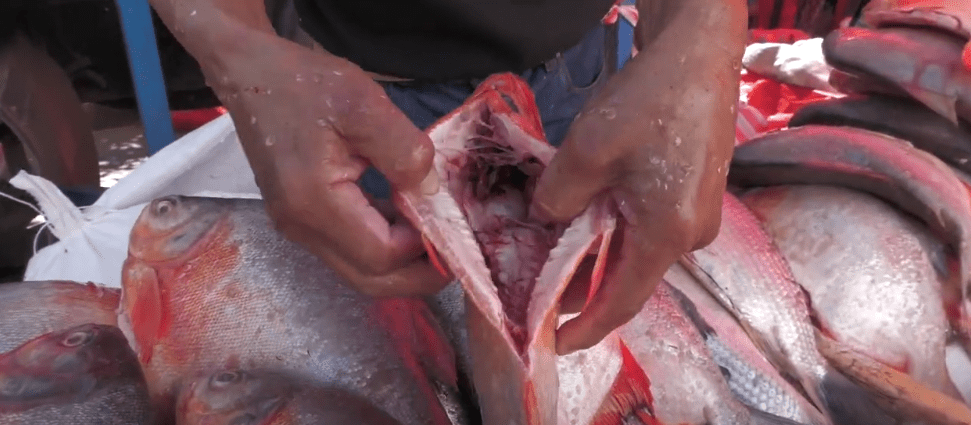 SEDES PIDE A VENDEDORAS DE PESCADO HACERLO CON MEDIDAS&nbsp;HIGIÉNICAS