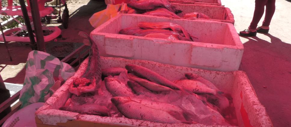 REALIZAN CONTROL A LA VENTA DEL SÁBALO PARA EVITAR PEQUEÑOS&nbsp;EJEMPLARES