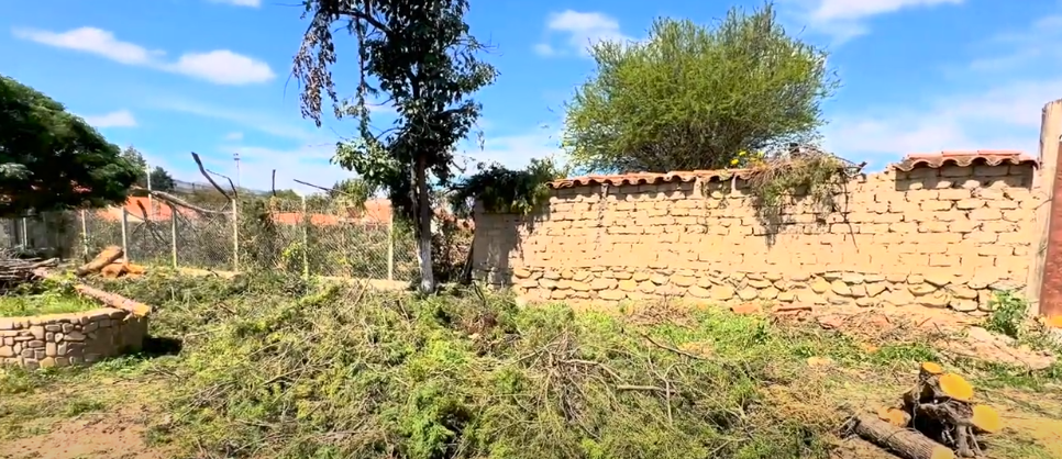 PROCESARÁN A ALCALDE DE SAN LORENZO POR TALAR UN CENTENAR DE&nbsp;ÁRBOLES